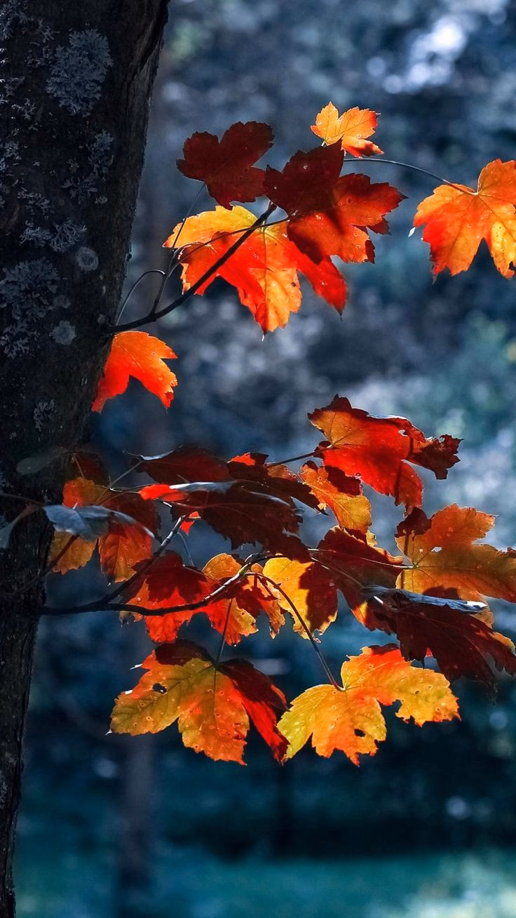 Can You Use pumpkin photos for iPhone's Free Fall wallpaper?