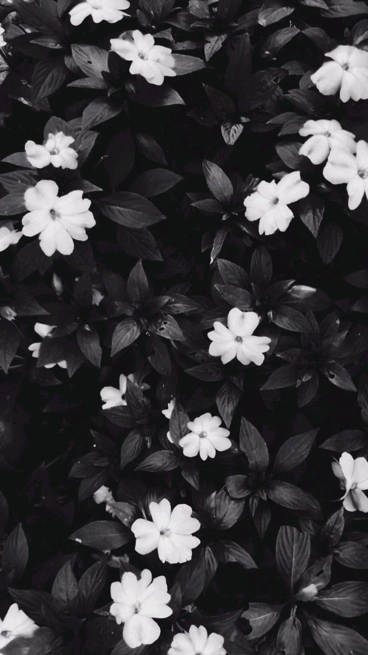 Where can I find free black and white phone wallpapers?