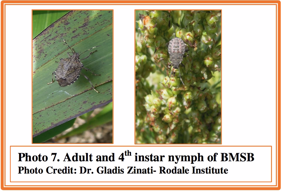 What happened to BugMeNot?