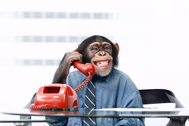 Does chimpanzee work?