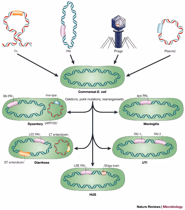 Does oxygen concentration affect the motility of Escherichia coli?