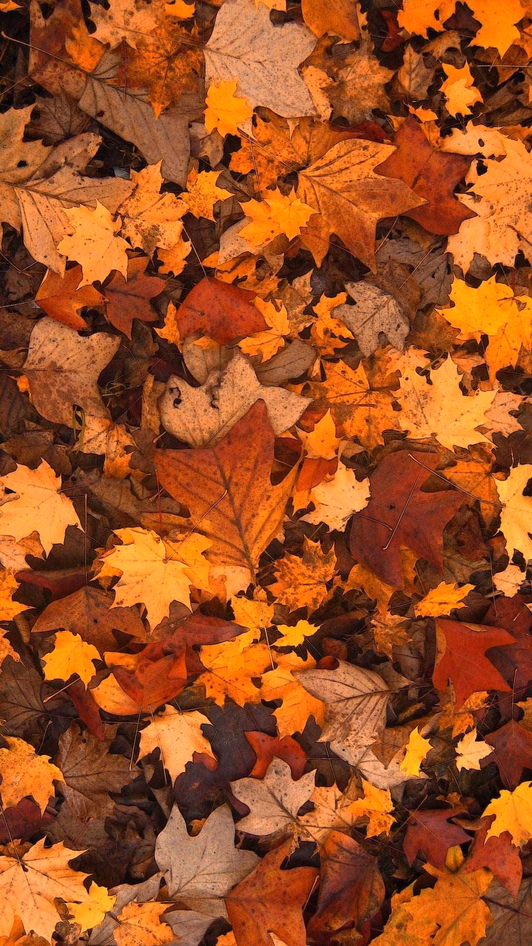 How to download fall wallpapers on iPhone?