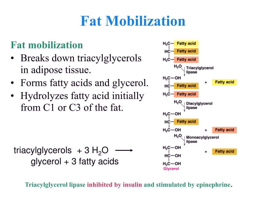 How are stored lipids mobilized from the fat cell?