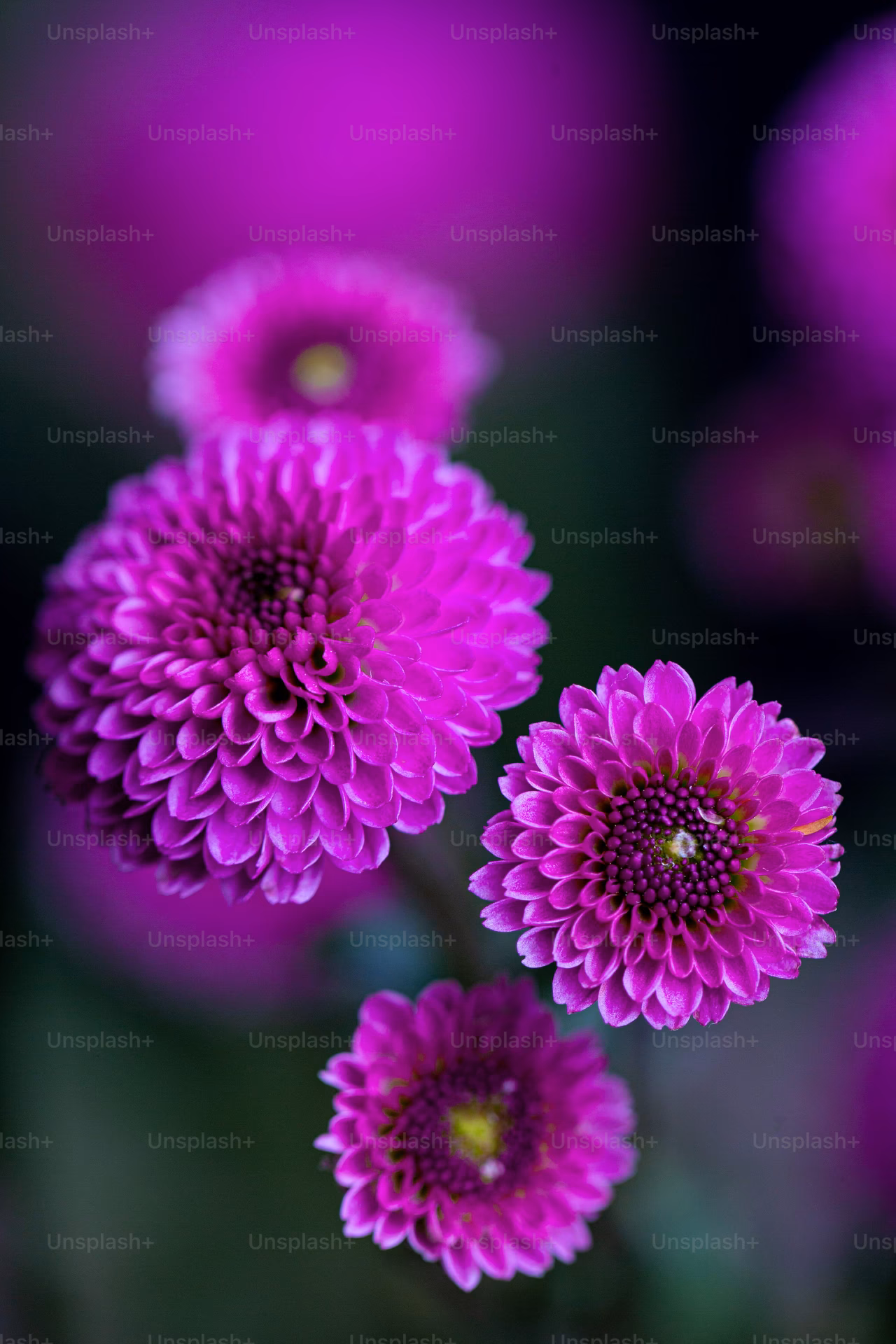 How many flower mobile wallpapers are there?
