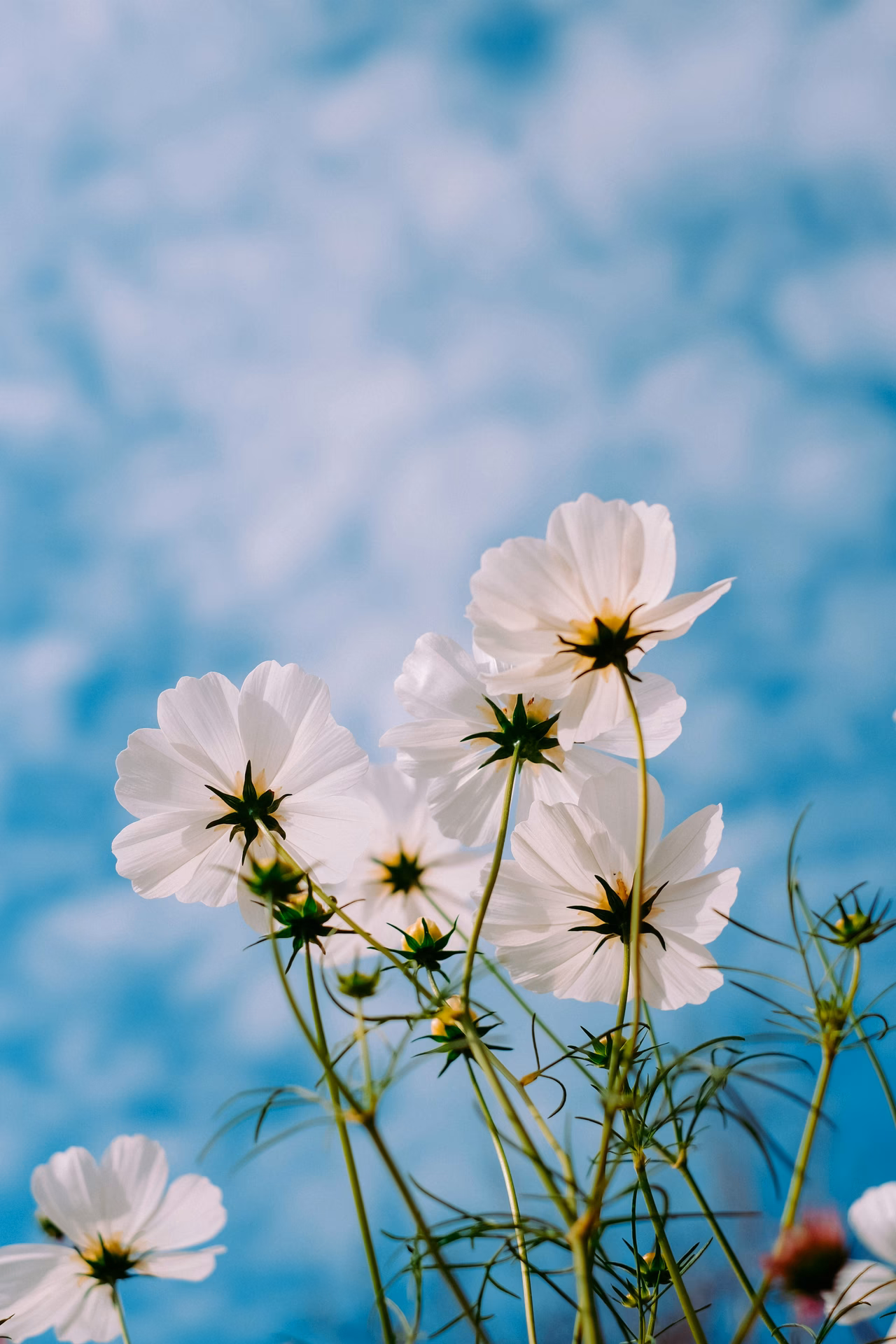 Are these beautiful pictures of pretty flowers free stock photos?