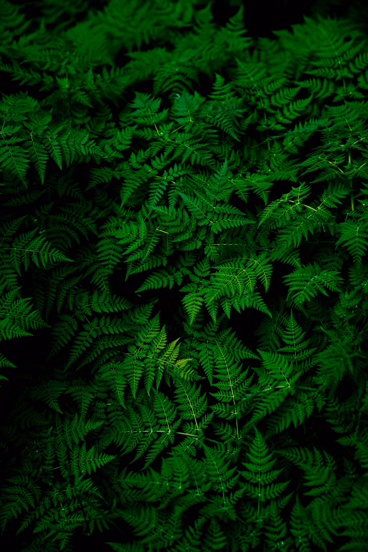 How many green mobile phone wallpapers are there?