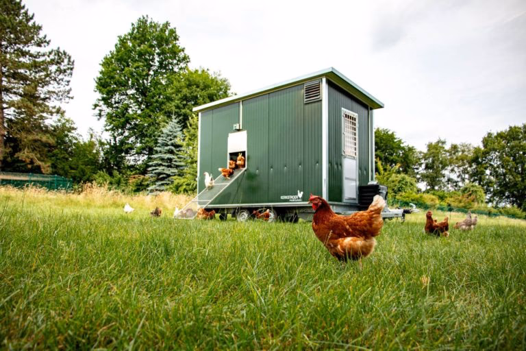 Wie viele Hühner passen in den Mobilstall Mini?