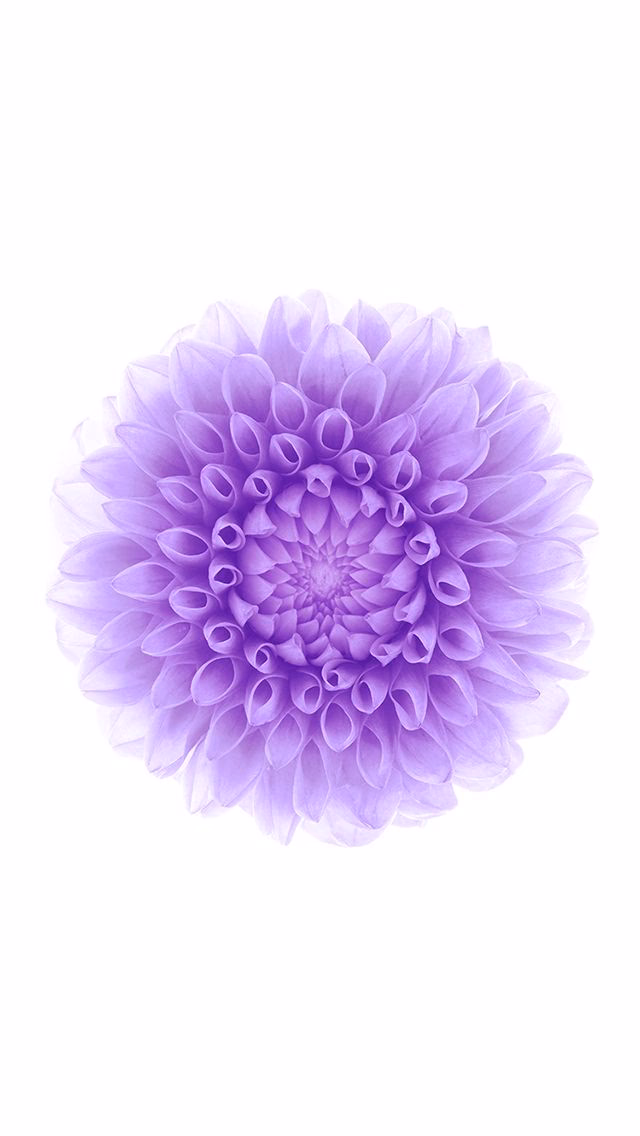 How many flower Apple iPhone wallpapers are there?