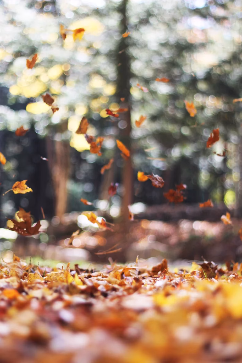 What is the best autumn wallpaper for iPhone lock screens?