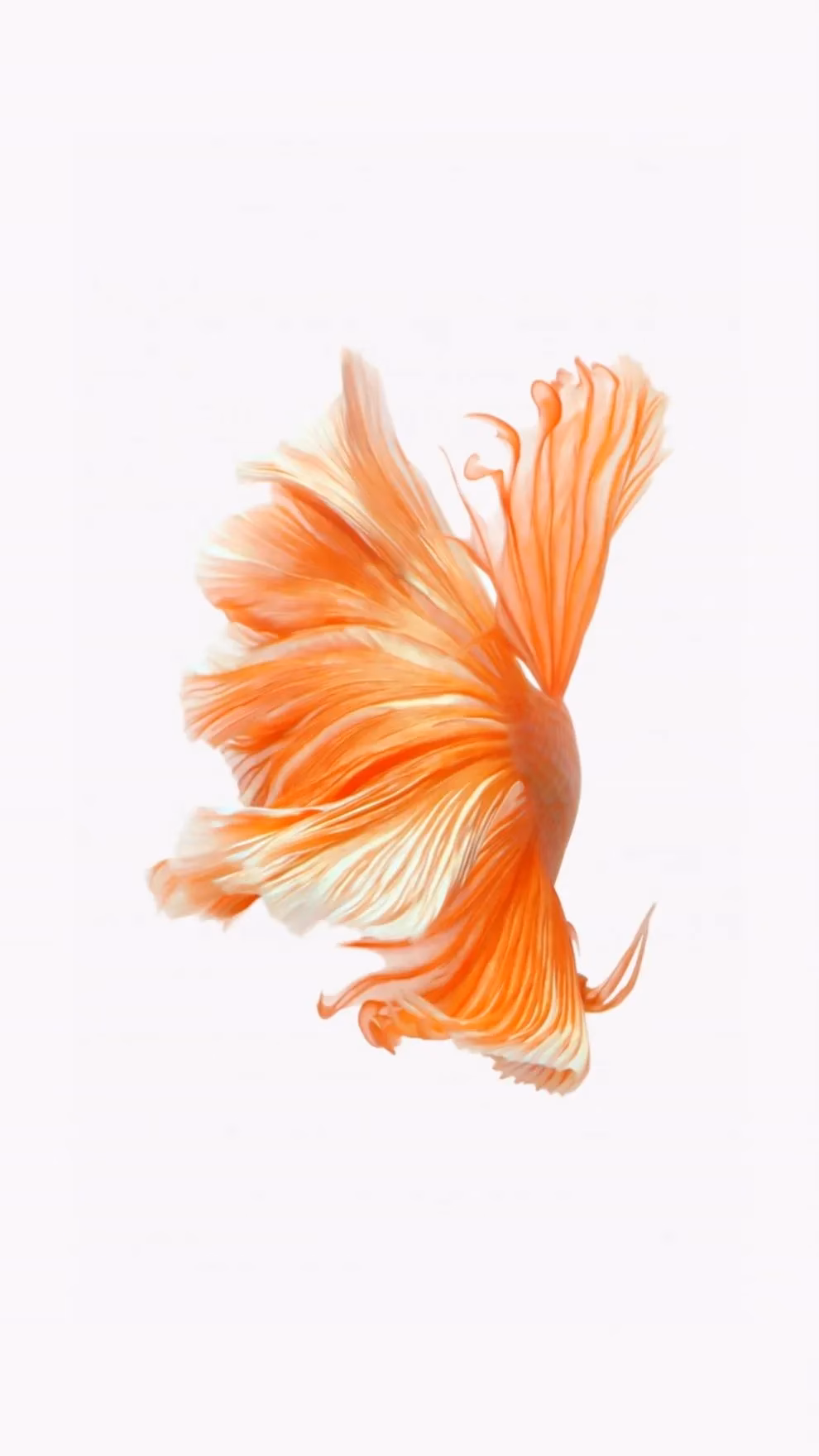 How many iPhone fish wallpapers are there?