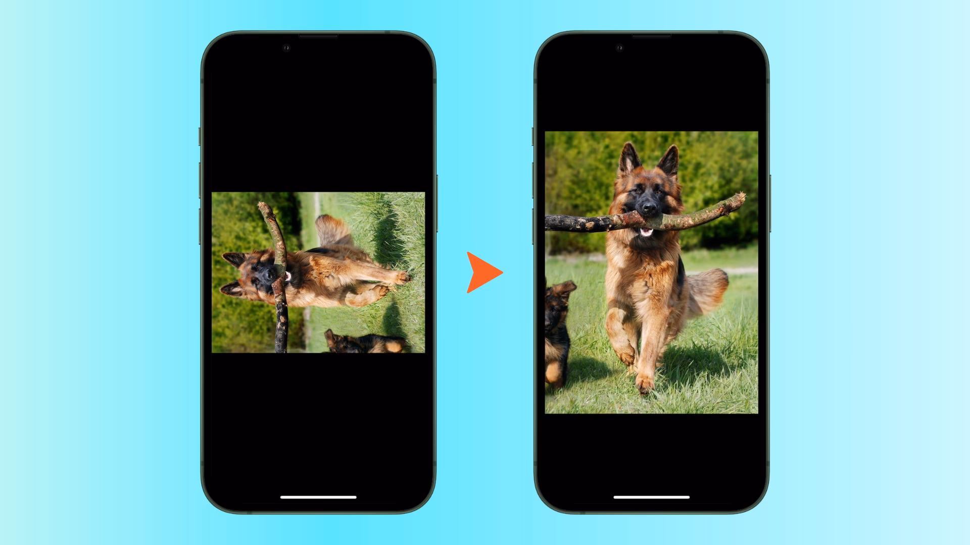 How do I revert a photo or video on iPhone?