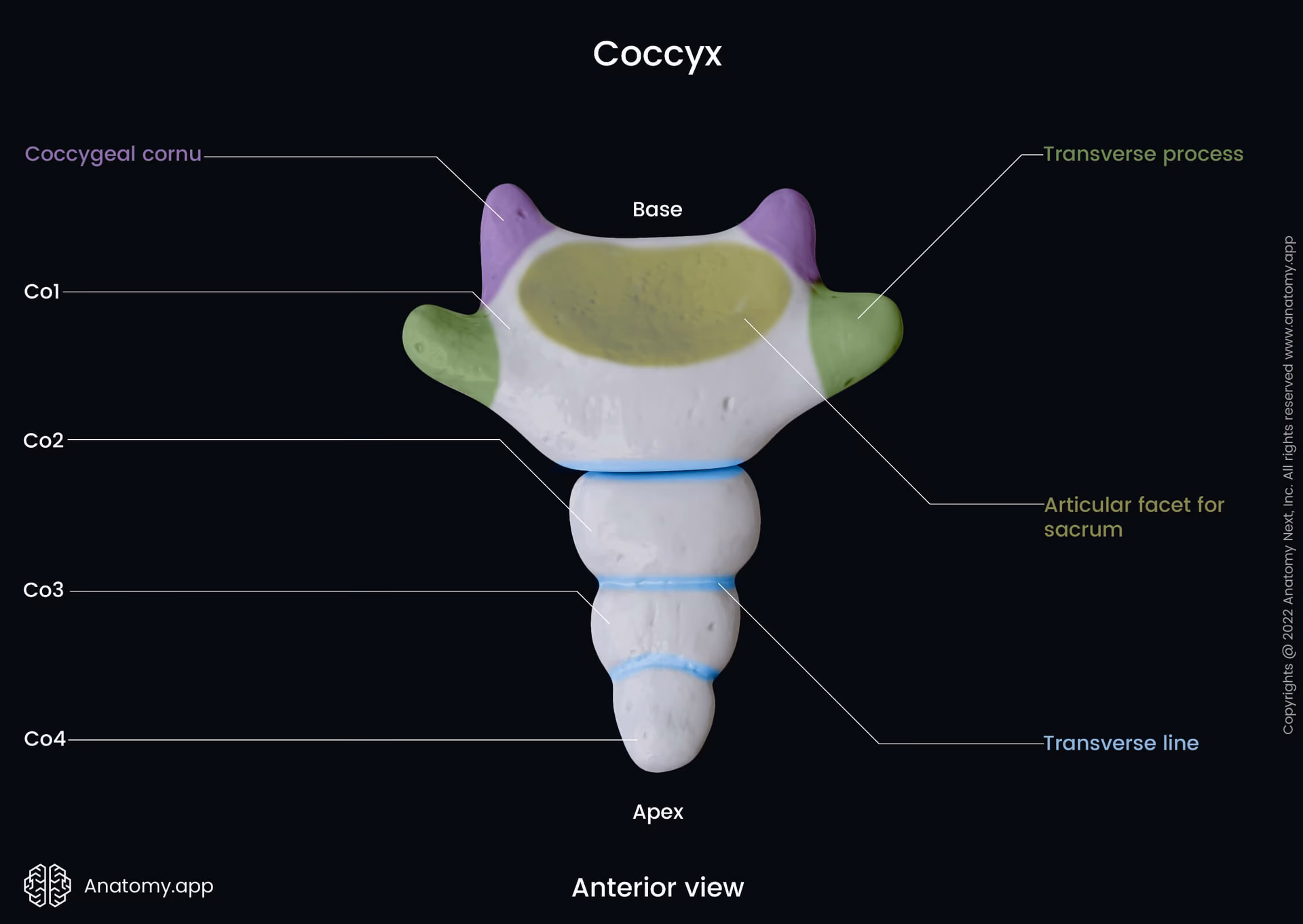What is a coccyx bone?