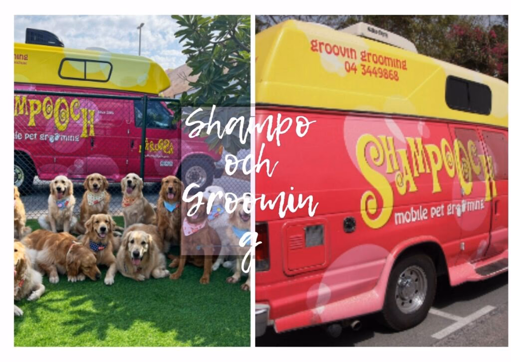 Who is the best dog grooming in Dubailand?