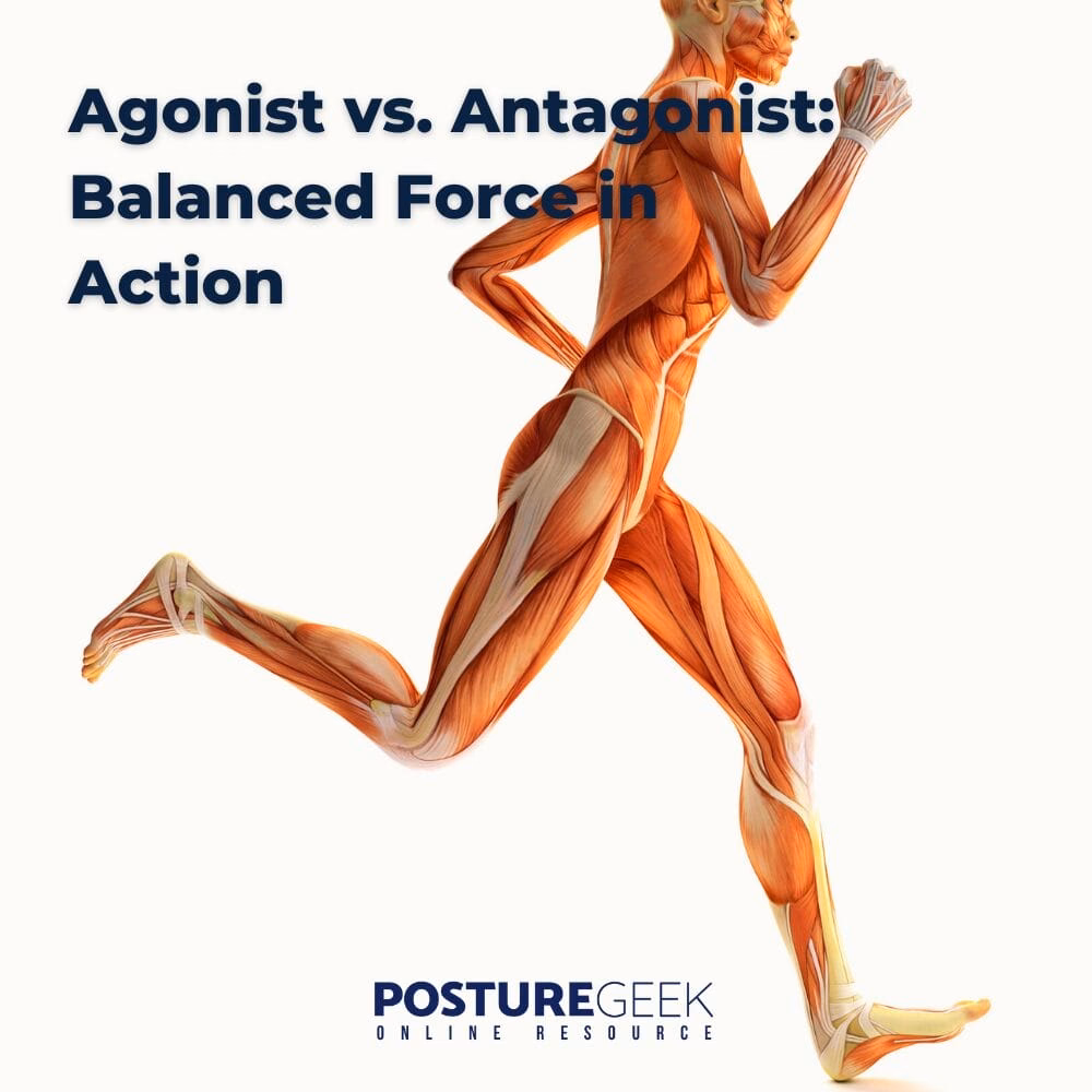 Do agonist and antagonist muscles coactivate during walking?