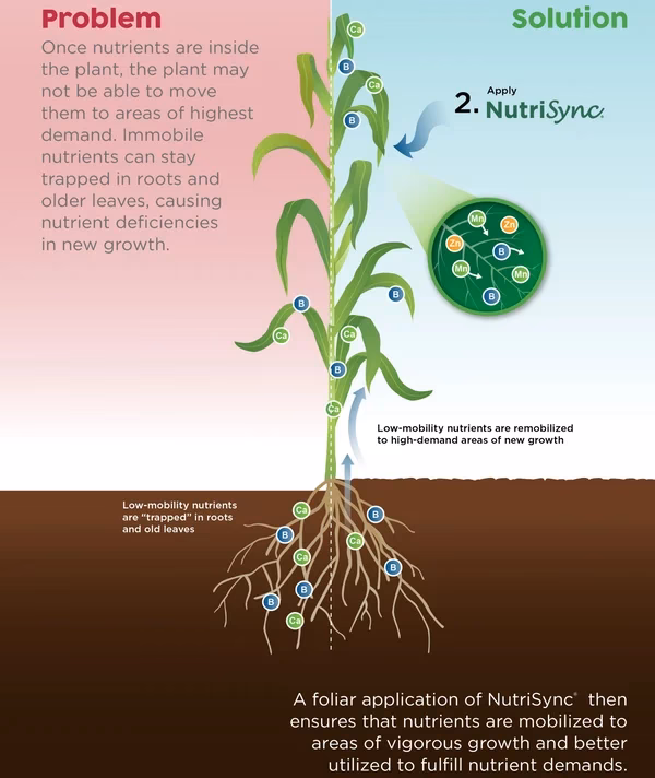 Why should growers understand nutrient mobility and immobility?