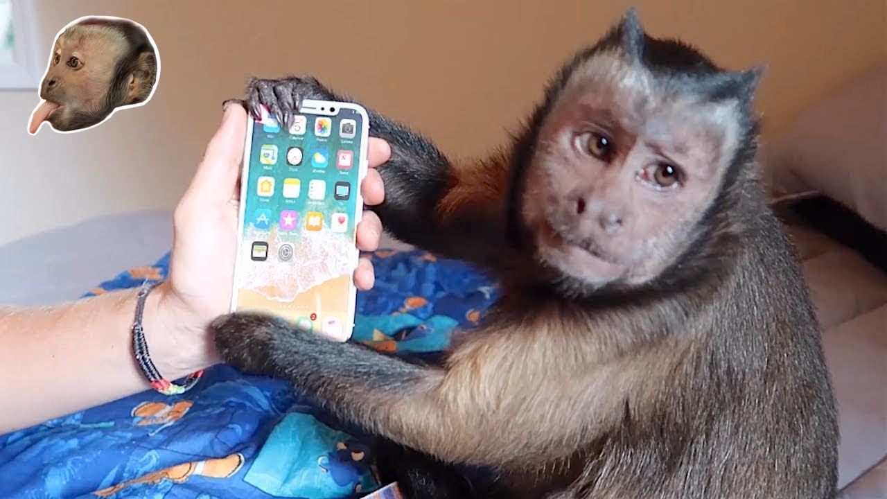 How do I download a monkey app?