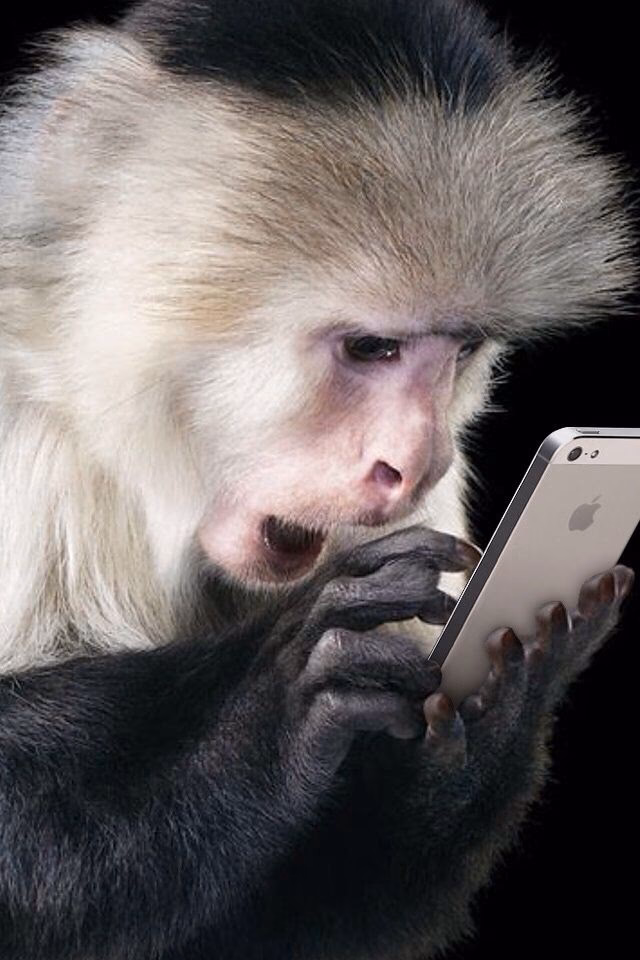 Did a monkey steal a tourist's phone?