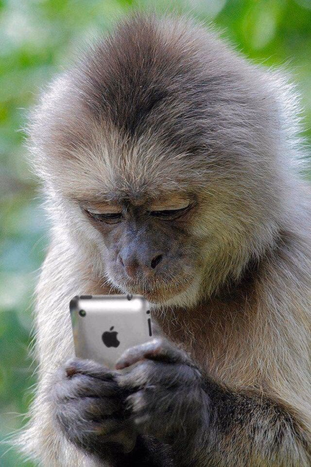 How much does mobilemonkey cost?