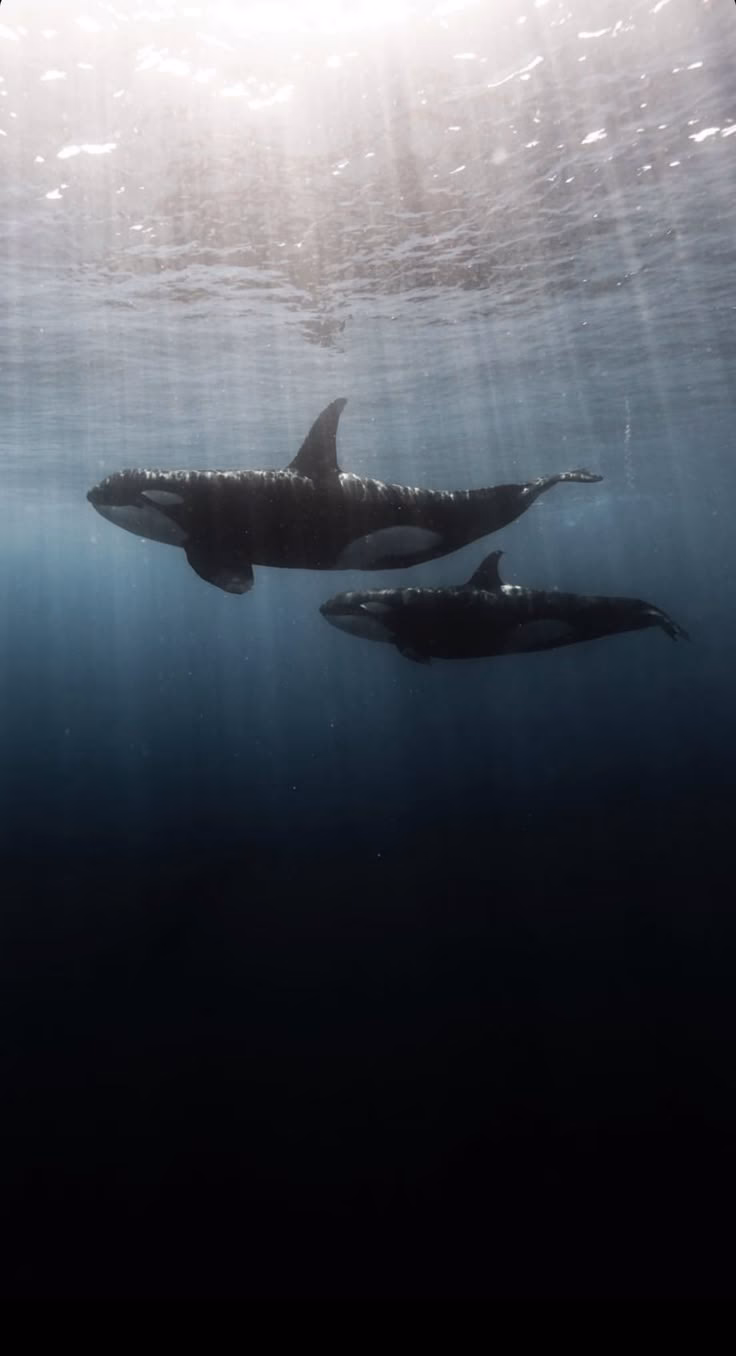 How many orca wallpapers are there?