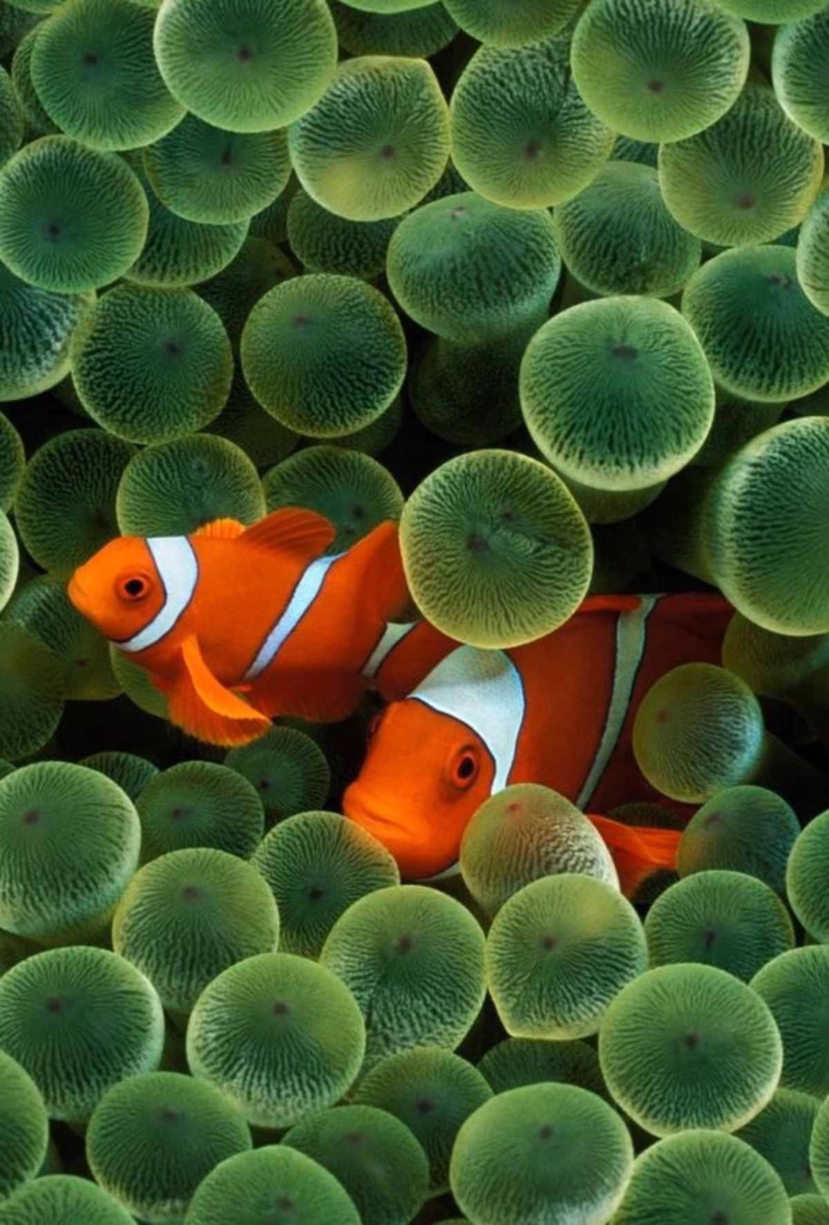 How many original iPhone wallpapers are there?