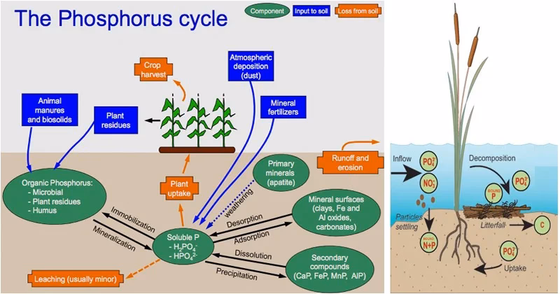 Which taxa affect soil phosphorus mobilization?