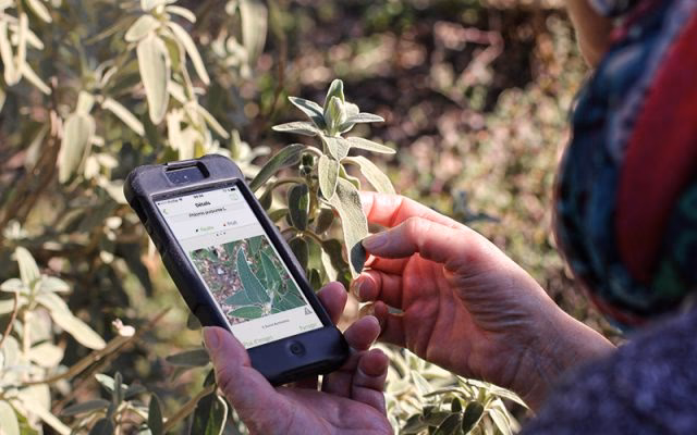 How do I identify plants on the plantnet app?