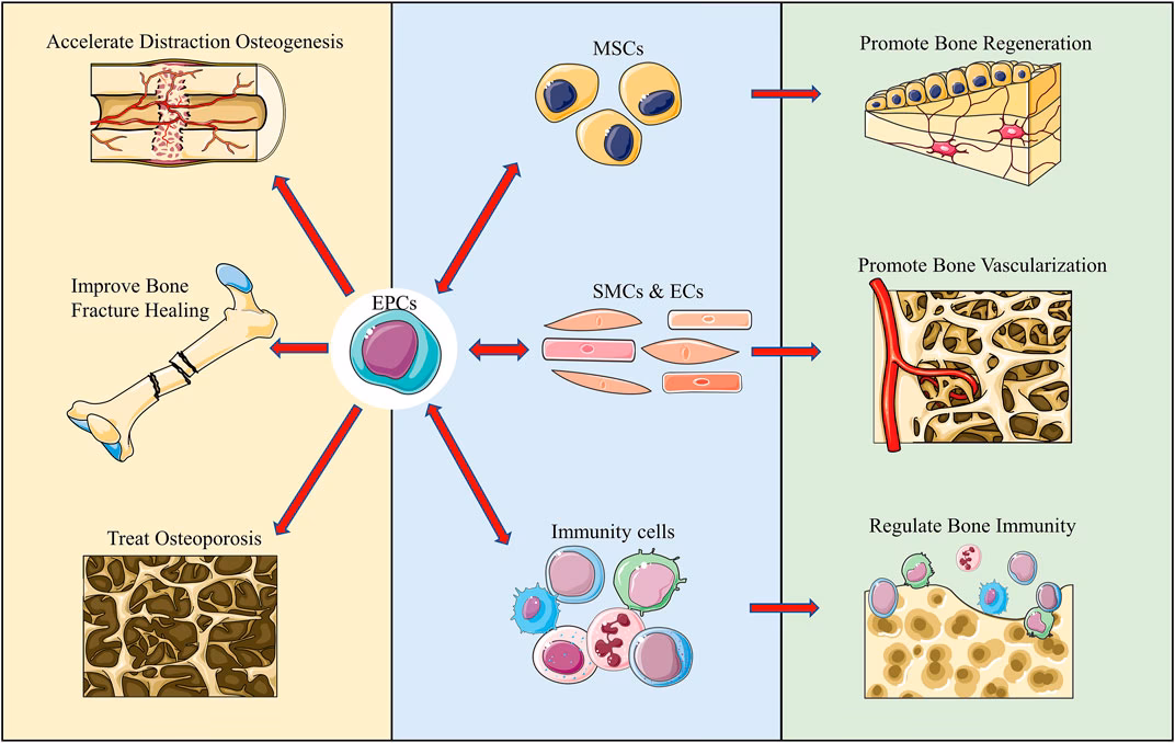 Do bone marrow-derived EPCs play a pivotal role in fracture healing?