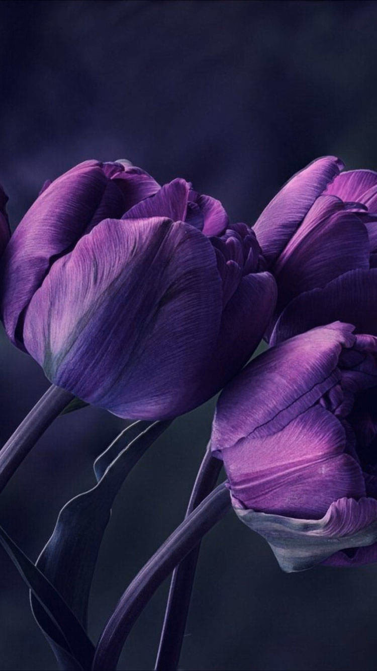 How many purple phone background wallpapers are there?